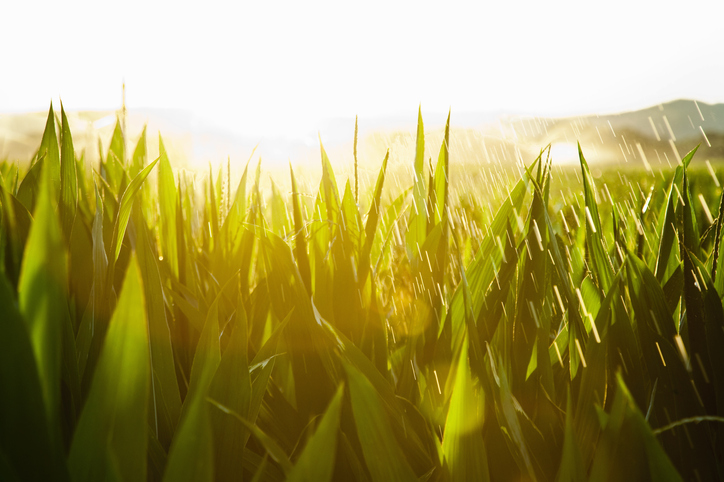SAP.iO Foundry Latin America Kicks Off Sustainability in Agriculture Program