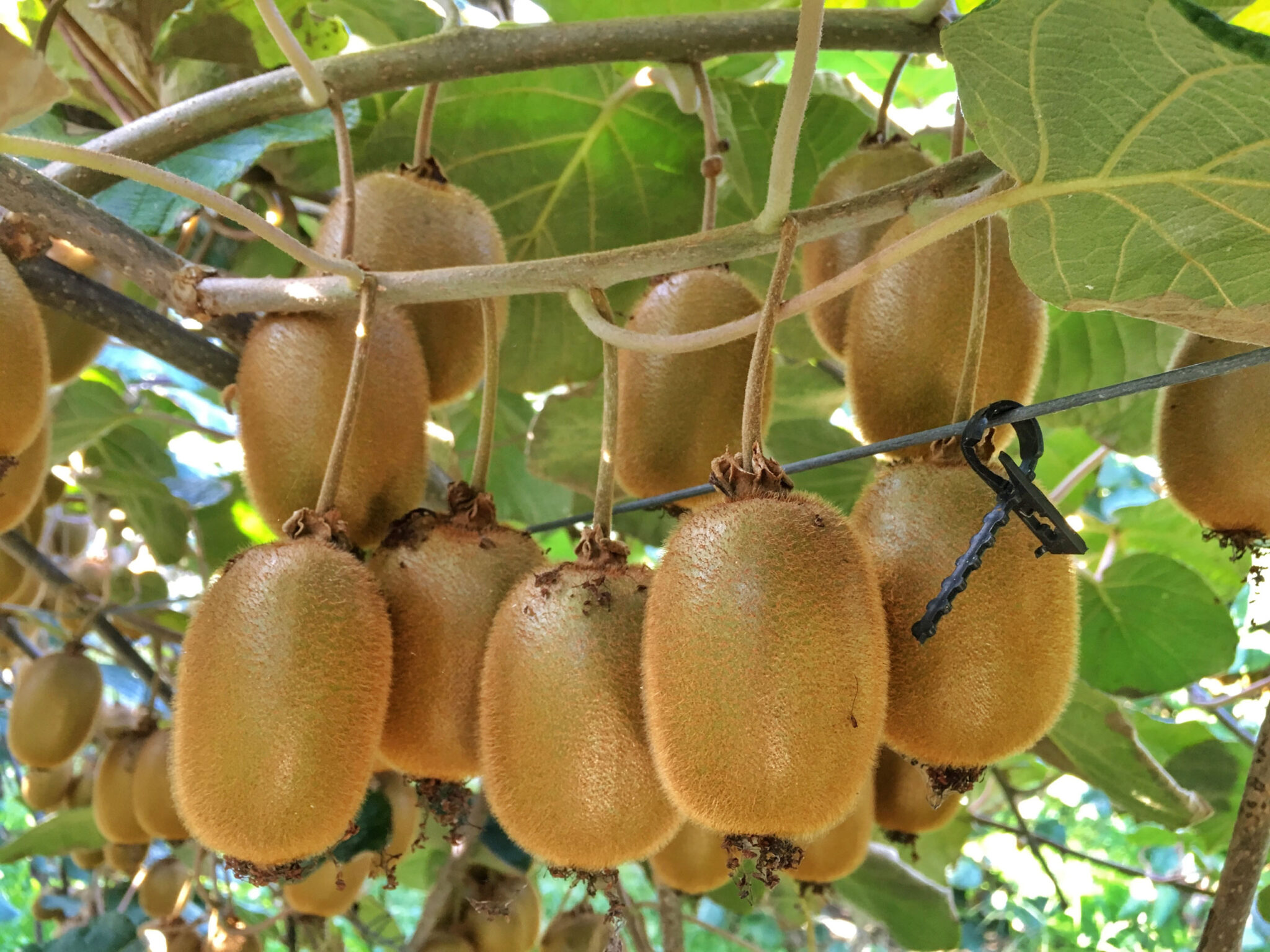 Zespri Automates Global Kiwi Fruit Quality Control with Clarifruit